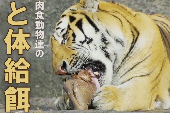 【動物園で広がると体給餌の取組】飼育動物の野生に近いお食事タイム